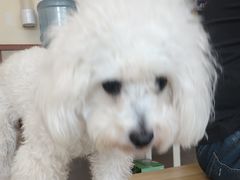 -艾贝尔宠物医院·狂犬免疫点(江山金象城店)