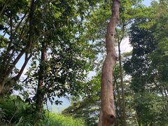 -黄埔油麻山森林公园