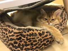 -momokira米努特·德文卷毛猫·棉花面纱犬