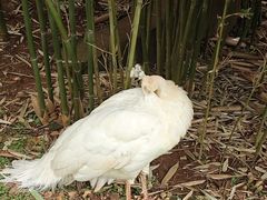 -昆明动物园