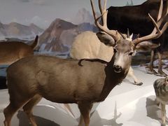 -陕西自然博物馆