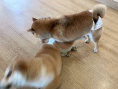 -南京Hallo宠物乐园·哈罗犬舍·柴犬繁育基地