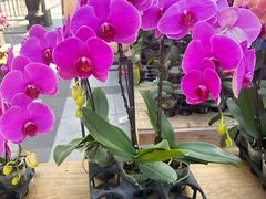 -溪岸路花鸟市场