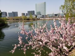 -大兴滨河森林公园