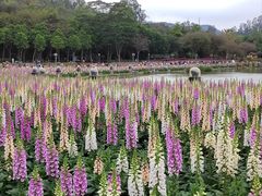 -顺峰山公园