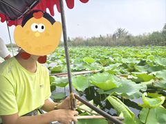 -白洋淀景区