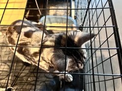 -脱白计划纹身集团