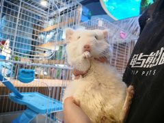 -龟与熊猫宠物公园(南坪店)