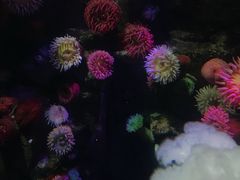 -瑞普利水族馆