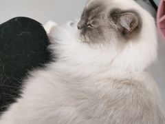 -糯米喵星人·撸猫猫舍咖啡馆(西市场嘉华店)