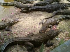 -广东茂名森林公园