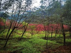 -福清灵石山国家森林公园
