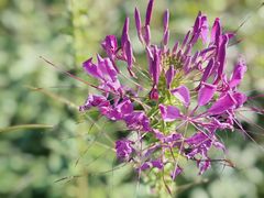 -花开海上生态园