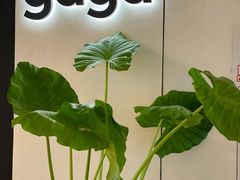 -gaga(深圳南山益田假日广场店)