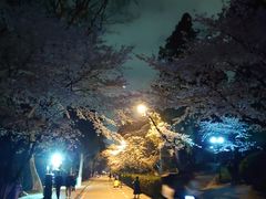 -武汉大学-樱园