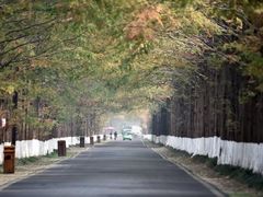 -黄海国家森林公园