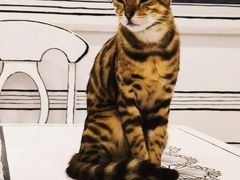 -白夜2D咖啡馆
