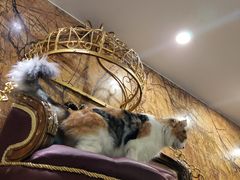 -more than meow吴止猫主题餐厅(承德 中船汇店)