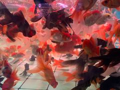 -双季花艺园艺市场(浦东店)