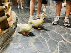 -Zoolung Zoolung动物主题公园(海信广场店)