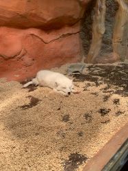 -Zoolung Zoolung动物主题公园(海信广场店)