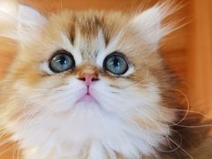 -猫十亿·布偶金渐层·曼基康矮脚猫舍(青年路店)