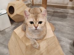-楼上猫咖(罗湖店)