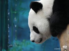 -沈阳森林动物园