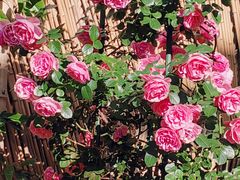 -常熟路(地铁站)