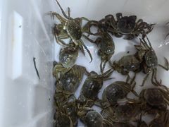 -阳澄湖大闸蟹·琼灵阁牌品牌连锁(吴中总店)