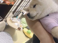 -逗柴咖啡屋·狗咖猫咖宠物桌游