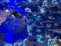 -上海海洋水族馆