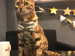 -百好乐宠物友好餐厅(朝外大街店)