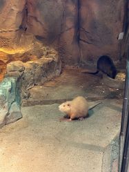 -酷嗒动物文化乐园(cutezoo西溪乐天城店)