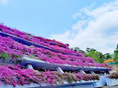 停车场-深圳仙湖植物园