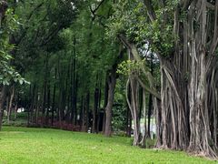 -荔湾湖公园