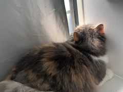 -博特宠物医院24h犬猫全科.骨科·异宠