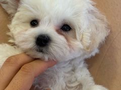 -瑞派宠物医院·犬猫全科·猫友好(宾水西道店)