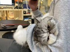 -momokira米努特·德文卷毛猫·棉花面纱犬
