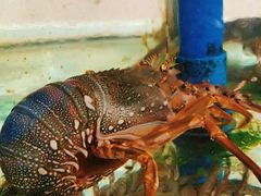 -胜海大排档·海鲜·黄鳝饭(十年老店)