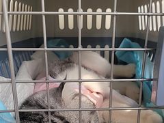 -美联众合动物医院·24h京西诊疗中心