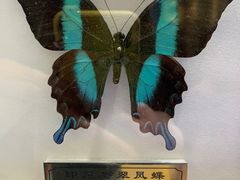 -上海昆虫博物馆