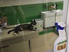 -皖宠联盟宠爱优家宠物医院(中兴西湖店)