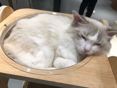 -飞行喵MR PILOT|猫舍·猫咖(静安大融城店)