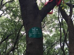 -上海佘山国家森林公园西佘山园