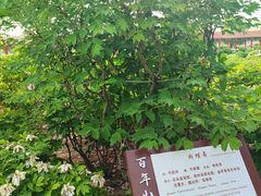 -曹州百花园