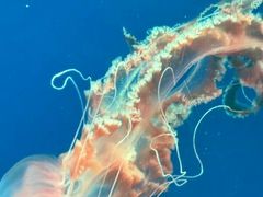 -海合安武汉极地海洋公园