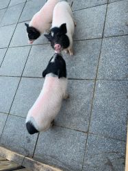 -萌宠亲子动物乐园(槐房万达店)