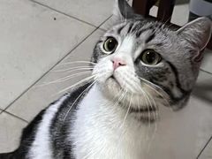 -艾贝尔宠物医院·24H转诊中心·肿瘤猫专科(江宁双龙店)
