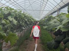 -马陆小张葡萄园农家乐